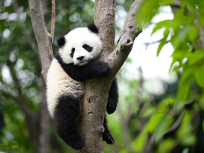 Giant Panda Research Base