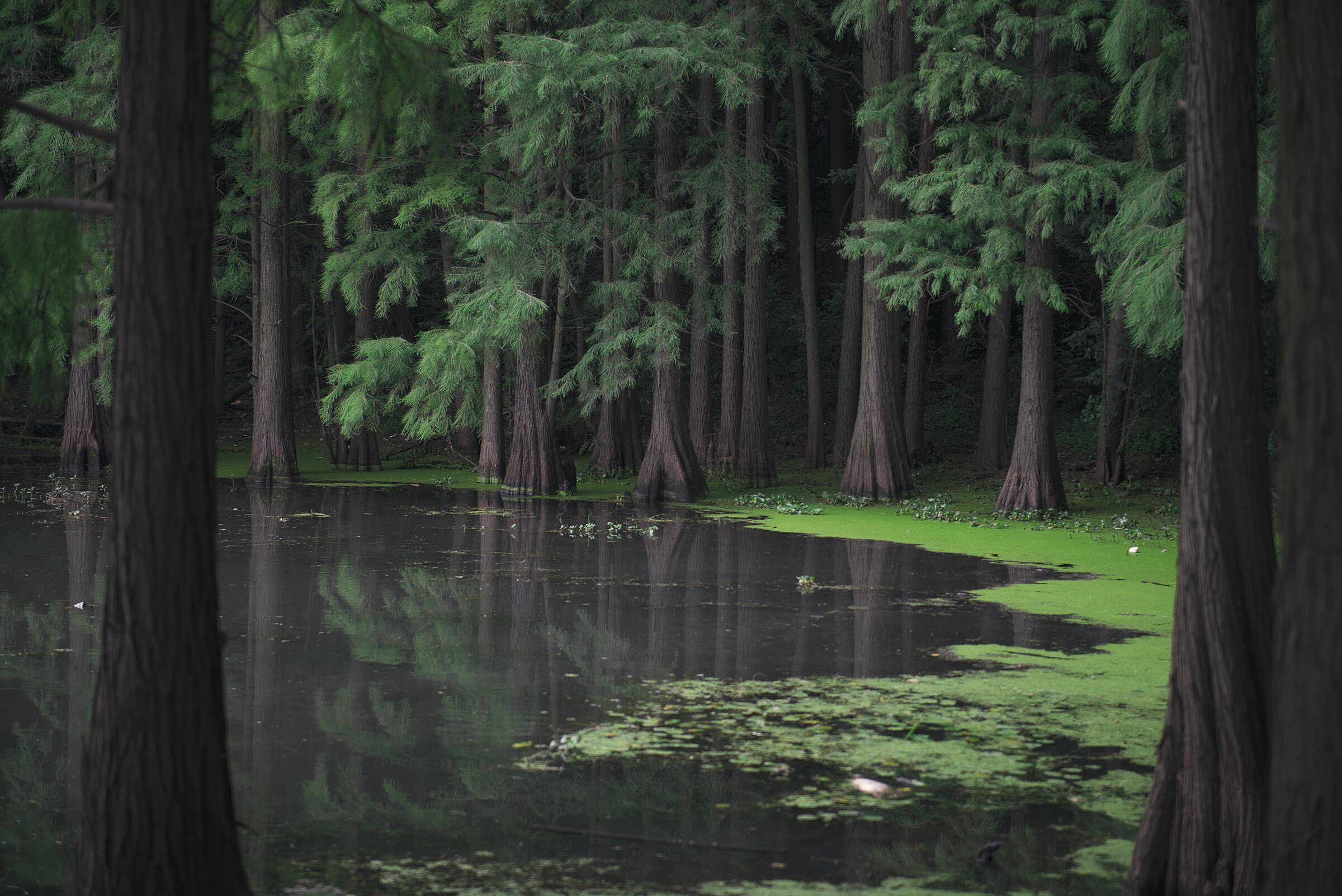 East Lake in Wuhan for dental tourism planning